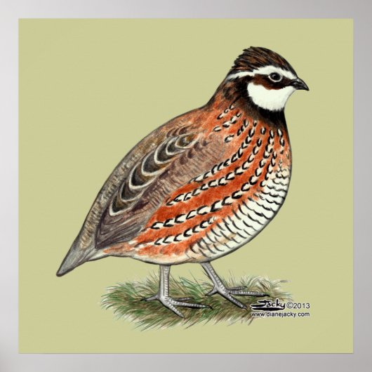Bobwhite Quail Rooster Poster (Voorkant)