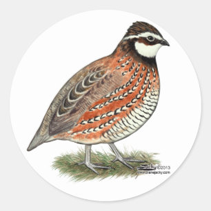 Bobwhite Quail Rooster Ronde Sticker