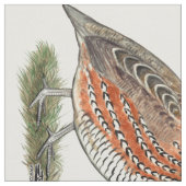 Bobwhite Quail Rooster Stof (Close Up)