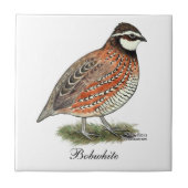 Bobwhite Quail Rooster Tegeltje (Voorkant)
