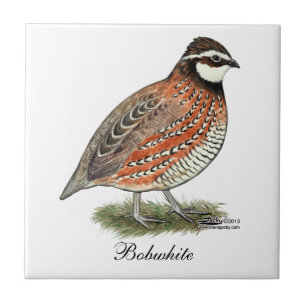 Bobwhite Quail Rooster Tegeltje