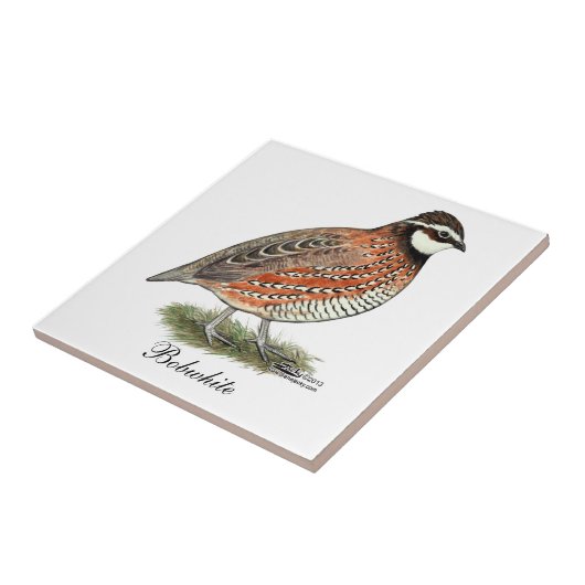 Bobwhite Quail Rooster Tegeltje (Zijkant)