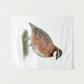 Bobwhite Quail Rooster Wandkleed (Voorkant (horizontaal))