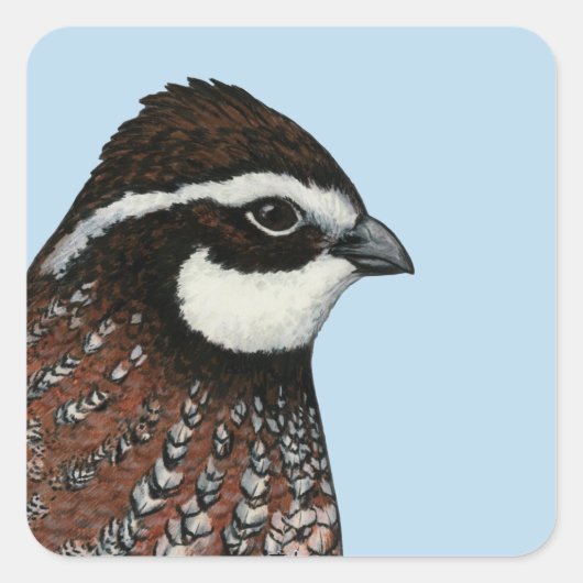 Bobwhite Quail Vierkante Sticker (Voorkant)