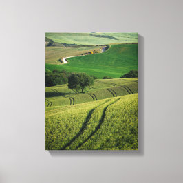 Bochtige lijnen in groene Toscaanse canvas print