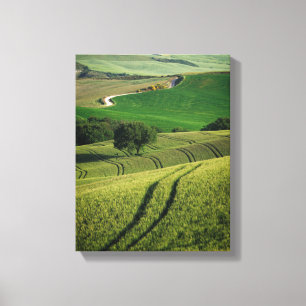 Bochtige lijnen in groene Toscaanse canvas print