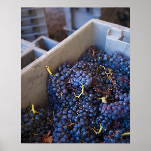 Bodega Marques de Riscal wijnmakerij, druiven Poster (Voorkant)