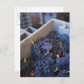 Bodega Marques de Riscal winery, druiven Briefkaart (Voorkant / Achterkant)