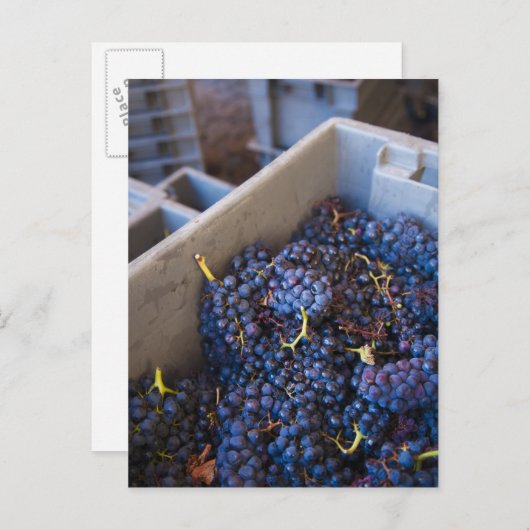 Bodega Marques de Riscal winery, druiven Briefkaart (Voorkant / Achterkant)