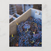 Bodega Marques de Riscal winery, druiven Briefkaart (Voorkant)