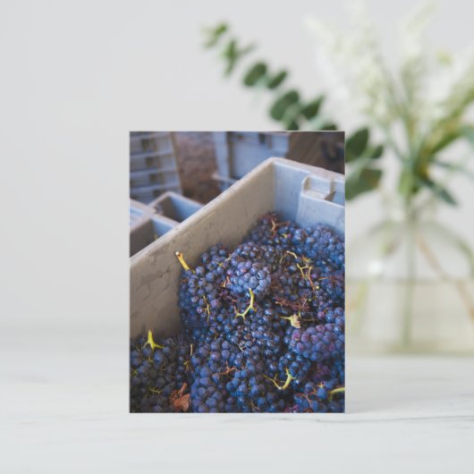 Bodega Marques de Riscal winery, druiven Briefkaart (Staand voorkant)