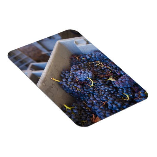 Bodega Marques de Riscal winery, druiven Magneet (Rechterzijde)