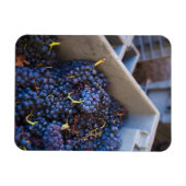 Bodega Marques de Riscal winery, druiven Magneet (Horizontaal)