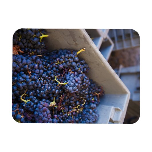 Bodega Marques de Riscal winery, druiven Magneet (Horizontaal)