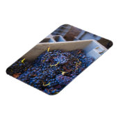 Bodega Marques de Riscal winery, druiven Magneet (Linkerzijde)