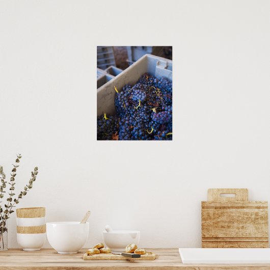 Bodega Marques de Riscal winery, druiven Poster (Keuken)