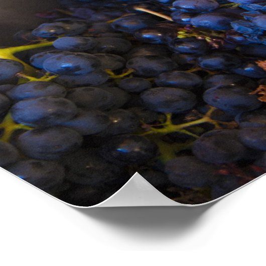 Bodega Marques de Riscal winery, druiven Poster (Hoek)