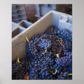 Bodega Marques de Riscal winery, druiven Poster (Voorkant)