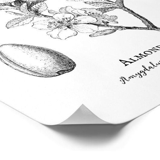  bodemamandelillustratie poster (Hoek)