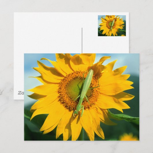 Bodemantis in een zonnebloem briefkaart (Voorkant / Achterkant)