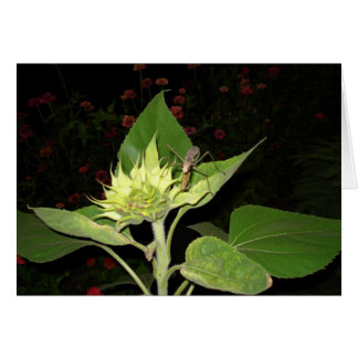 Bodemantis op zonnebloemen