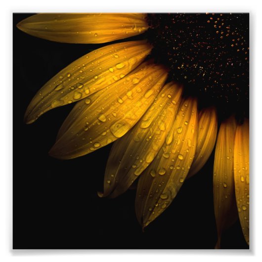 Bodembloemen 28 Zonnebloem Foto Afdruk (Voorkant)