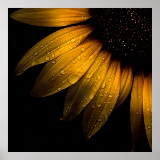 Bodembloemen 28 Zonnebloem Poster (Voorkant)