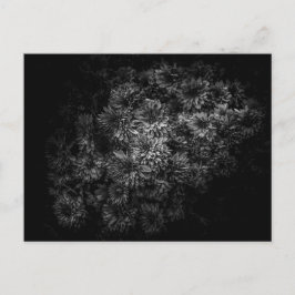 Bodembloemen in zwart-wit nr. 29 briefkaart