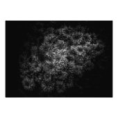 Bodembloemen in zwart-wit nr. 29 foto afdruk (Voorkant)