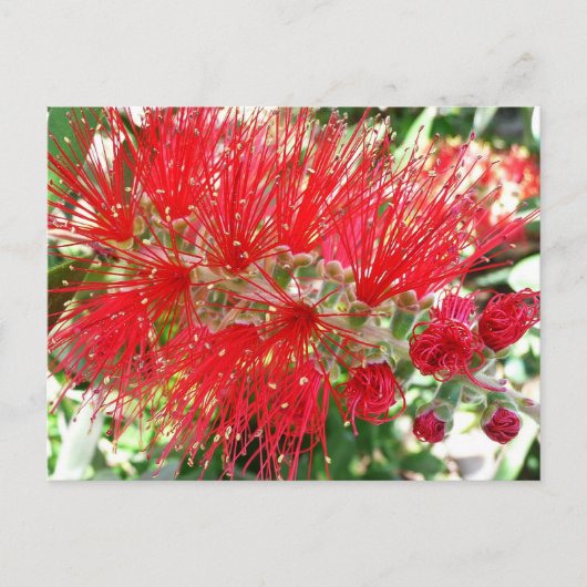 Bodemborstelventilator Rode tropische Floral Briefkaart (Voorkant)