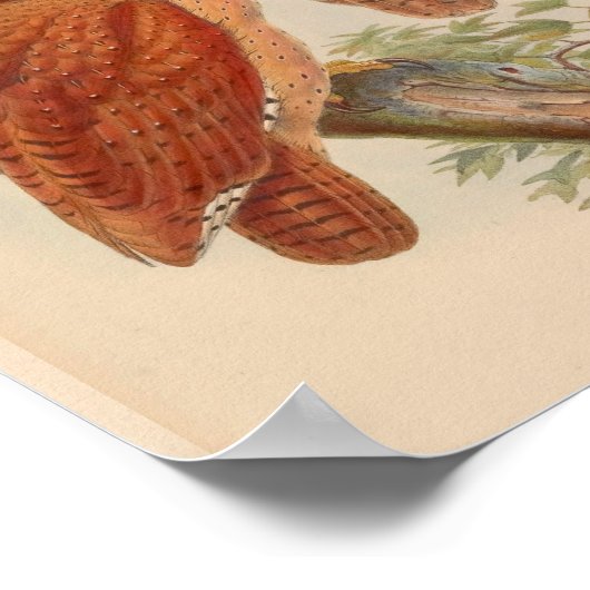 Bodembruine  vogelkunst afdrukken poster (Hoek)