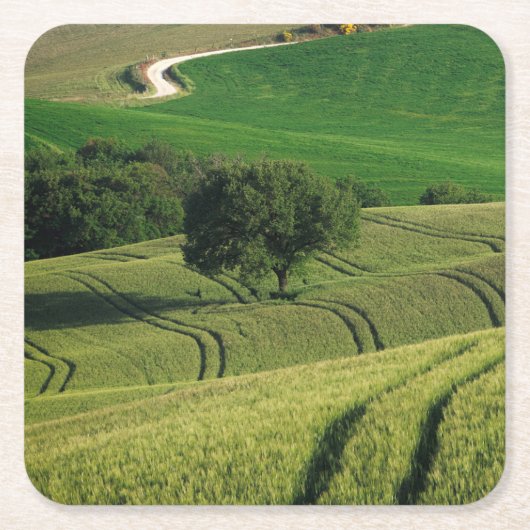 Bodemlijnen in het groene onderzetter van Toscane (Voorkant)