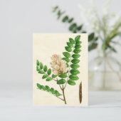  bodemstollingsboom met Roos Briefkaart (Staand voorkant)