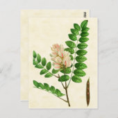  bodemstollingsboom met Roos Briefkaart (Voorkant / Achterkant)