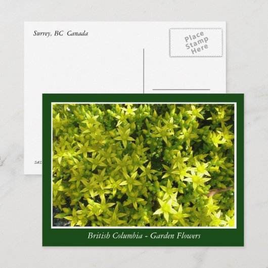 Bodemtuinbloemen Briefkaart (Voorkant / Achterkant)