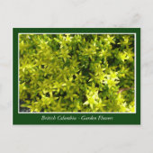 Bodemtuinbloemen Briefkaart (Voorkant)