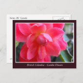 Bodemtuinbloemen Briefkaart (Voorkant / Achterkant)