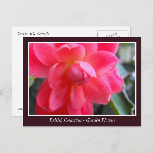 Bodemtuinbloemen Briefkaart (Voorkant / Achterkant)