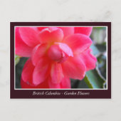 Bodemtuinbloemen Briefkaart (Voorkant)