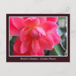 Bodemtuinbloemen Briefkaart