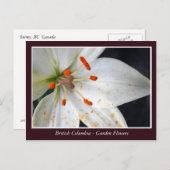 Bodemtuinbloemen Briefkaart (Voorkant / Achterkant)