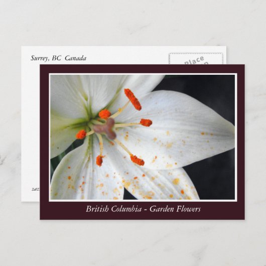 Bodemtuinbloemen Briefkaart (Voorkant / Achterkant)