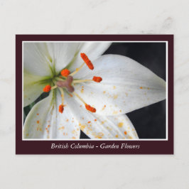 Bodemtuinbloemen Briefkaart