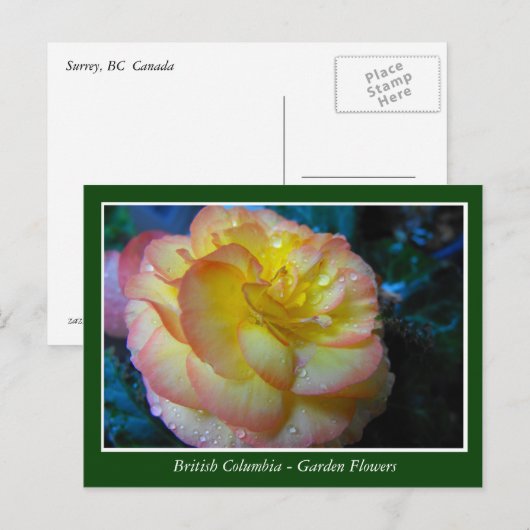 Bodemtuinbloemen Briefkaart (Voorkant / Achterkant)