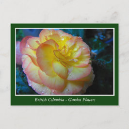 Bodemtuinbloemen Briefkaart