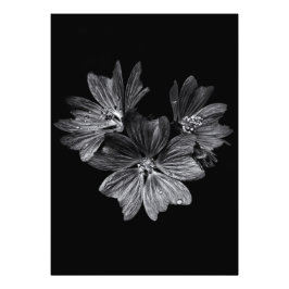 Bodemvloeren in zwart-wit nr. 11 foto afdruk