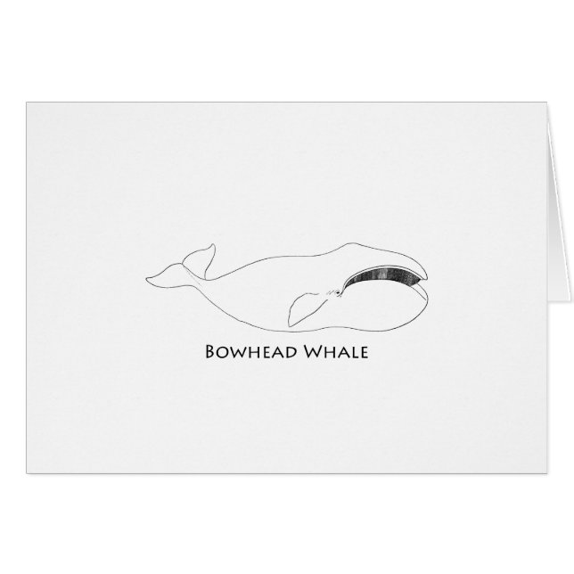 Bodemwalvis (illustratie lijnkunst) (Voorkant Horizontaal)