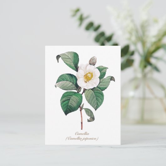  Bodemwitte Camellia Blossom Briefkaart (Staand voorkant)