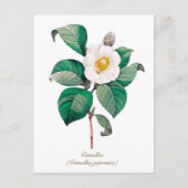 Bodemwitte Camellia Blossom Briefkaart (Voorkant)