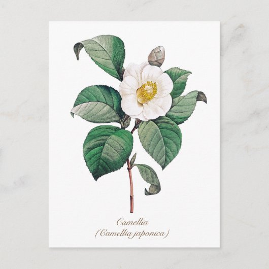 Bodemwitte Camellia Blossom Briefkaart (Voorkant)